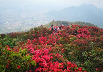 貴州丹寨：嶺上開遍映山紅